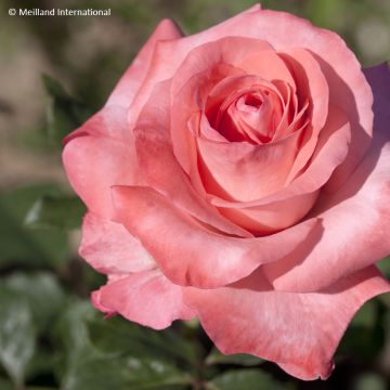 Rosa  'Meihylvol' ARTHUR RIMBAUD® - Rosier Arthur Rimbaud, Rosier Brief Encounter
