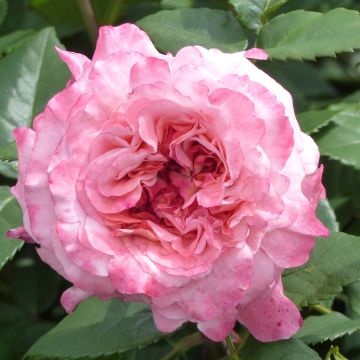 Rosa Augusta Luise