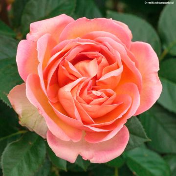 Rosa  Auguste Escoffier - Floribunda Rose