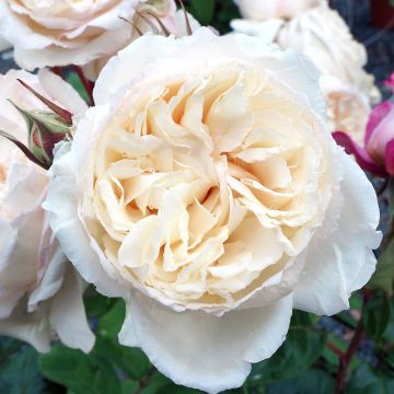 Rosa Baie des Anges - Modern Hybrid Tea Rose