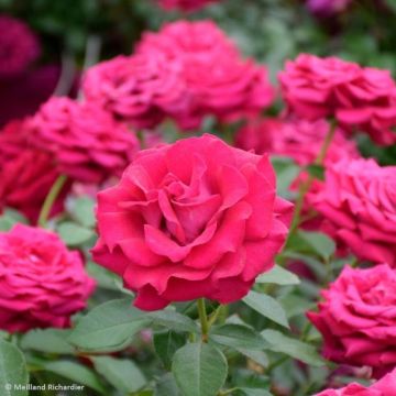 Rosa 'Belles Rives' - Shrub Rose