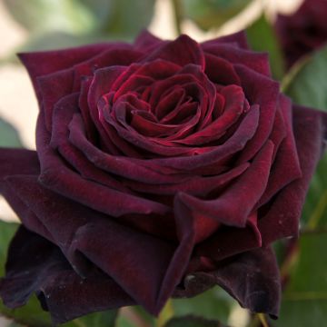 Rosa 'Black Baccara' - Hybrid Tea Rose