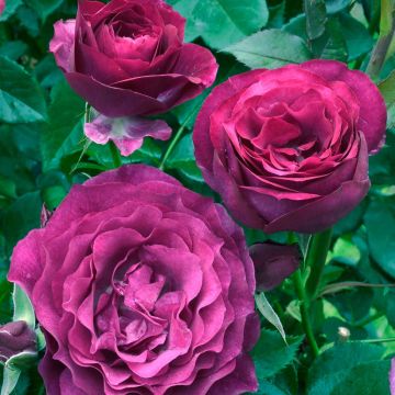 Rosa Blue Eden - Hybrid Tea Rose