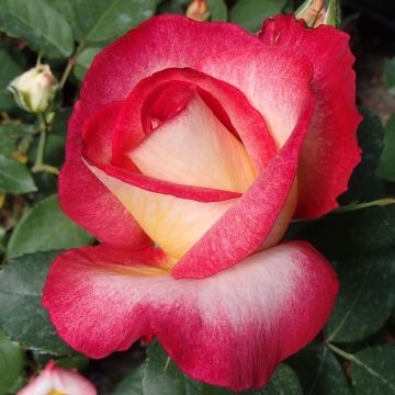 Rosa 'Bolshoi' - Hybrid Tea Rose