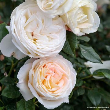Rosa 'Camille Claudel' - Shrub Rose