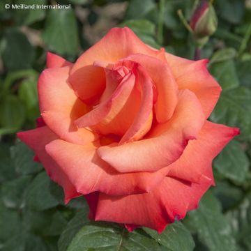 Rosa  'Meironsse' CHRISTOPHE COLOMB® - Rosier Christophe Colomb, Rosier Cristobal Colon, Rosier Flamboyance