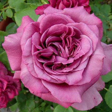 Rosa 'Claude Brasseur' - Hybrid Tea Rose