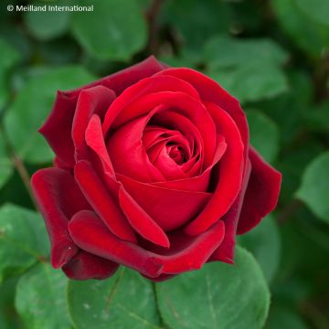 Rosa  'Meiramboys' EDITH PIAF® - Rosier Edith piaf, Rosier St. John, Rosier Framboise