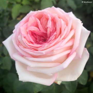 Rosa Eleganza Meine Rose
