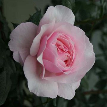Rosa Gilles de Brissac - Shrub Rose