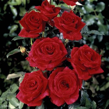 Rosa Hacienda - Hybrid Tea Rose