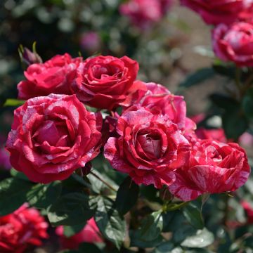 Rosa Henri Matisse - Hybrid Tea Rose