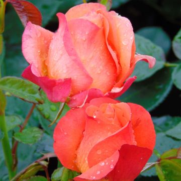 Rosa Ibiza - Hybrid Tea Rose