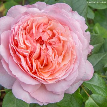 Rosa 'Jean de la Fontaine' - Shrub Rose