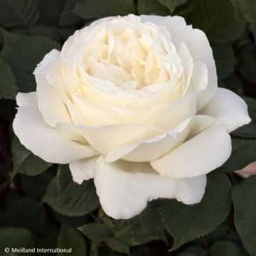 Rosa  'Meidiaphaz' JEANNE MOREAU® - Rosier Jeanne Moreau, Rosier National Pride, Rosier The Diamond Wedding Rose