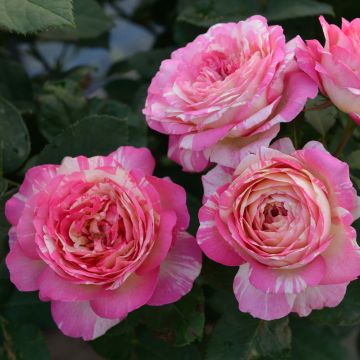 Rosa 'Marc Chagall' - Hybrid Tea Rose