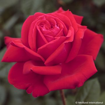 Rosa  'Meilitchy' MARYLOU® - Rosier Marylou