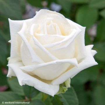Rosa  'Meifaissel' METROPOLITAN® - Rosier Metropolitan, Rosier Queen Mary 2, Rosier Gardenia, Rosier Brilliance