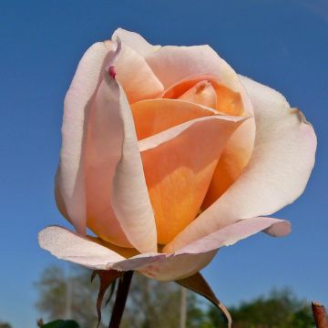 Rosa 'Michèle Meilland' - Shrub Rose