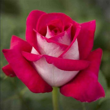 Rosa 'Monica Bellucci' - Hybrid Tea Rose