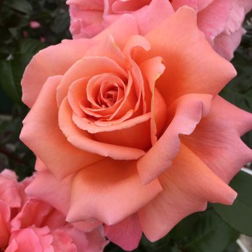Rosa Parfum de Loire