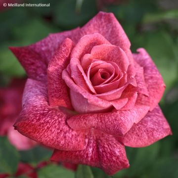 Rosa  'Meilolipo' PIERRE CARDIN® - Rosier Pierre Cardin