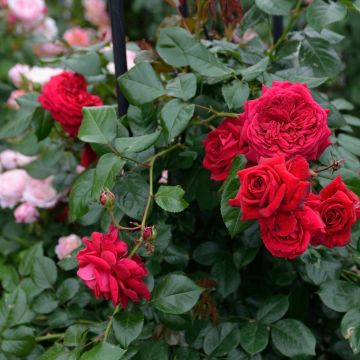 Rosa République de Montmartre