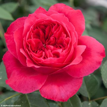 Rosa Ruban Rouge