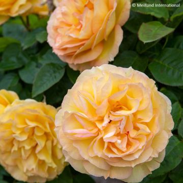 Rosa  'Meipiokou' SUMMERTIME® - Rosier Summertime, Rosier Sunny Romantica