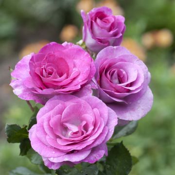 Rosa Violette Parfumée