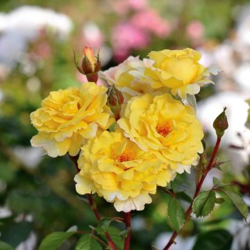 Rosa Nadia Zerouali - Shrub Rose