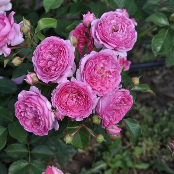 Rosa Renée van Wegberg - Shrub Rose