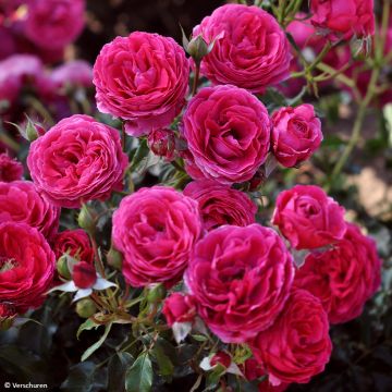 Rosa x floribunda Taste of Love 'Dolce' - Floribunda Rose
