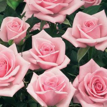 Rosa x floribunda Birthday Rose Bio