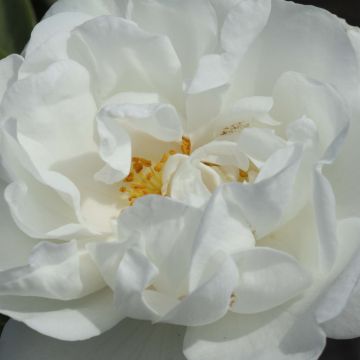 Rosa (x) alba Suaveolens