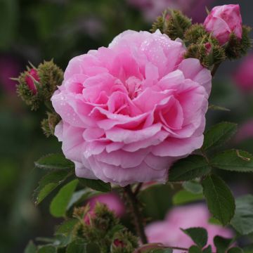 Rosa centifolia Cristata - Crested Moss Rose