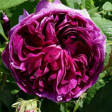 Rosa gallica Charles de Mills - Old Gallic Rose