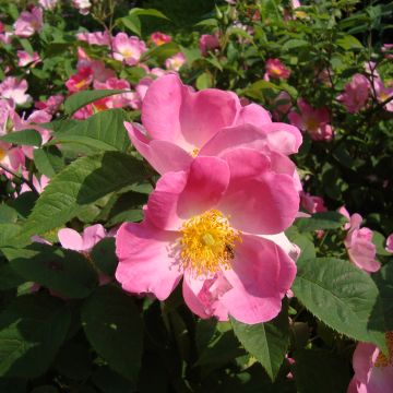 Rosa gallica Complicata - Old Gallic Rose