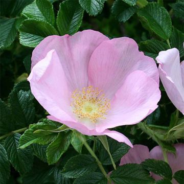 Rosa x rugosa 'Fru Dagmar Hastrup' - Rugosa Rose