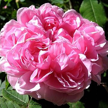 Rosa Jacques Cartier - Portland Rose
