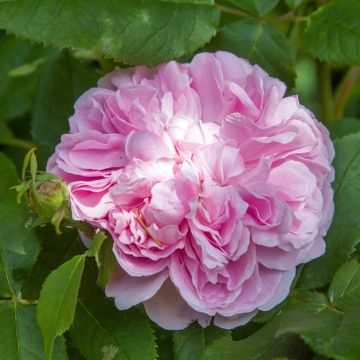 Rosa Jacques Cartier - Portland Rose