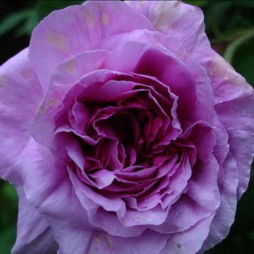 Rosa gallica Jenny Duval - Old Gallic Rose