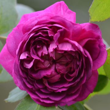Rosa Hybride remontant  Reine des Violettes
