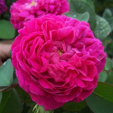 Rosa (x) damascena (Portland) Rose de Rescht 