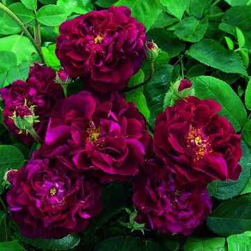Rosa gallica Tuscany Superb