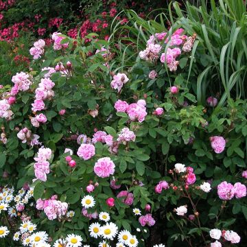 Rosa centifolia var. muscosa Salet - Cabbage Rose