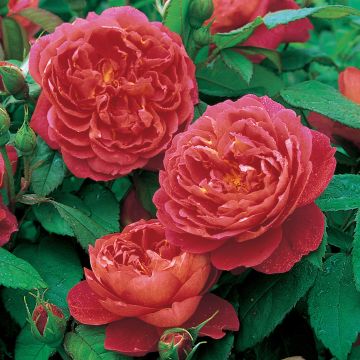 Rosa  Benjamin Britten - English Shrub Rose