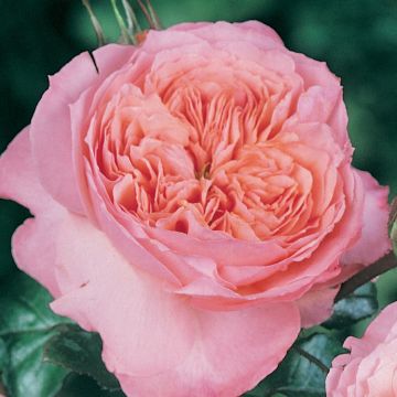 Rosa Rose de Cornouaille 