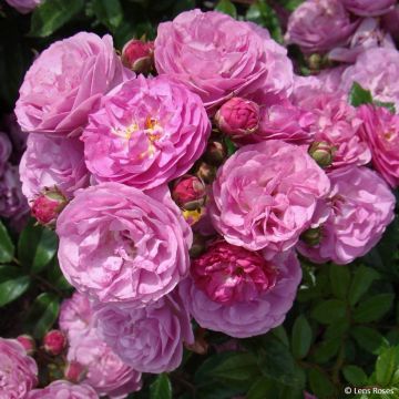 Rosa floribunda Allevia