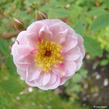 Rosa 'Belgian Lace'